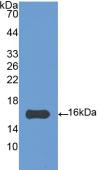 Western Blot; Sample: Recombinant IL4, Gallus.