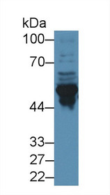 Western Blot; Sample: Mouse Cerebrum lysate; ;Primary Ab: 2µg/ml Rabbit Anti-Mouse GFAP Antibody;Second Ab: 0.2µg/mL HRP-Linked Caprine Anti-Rabbit IgG Polyclonal Antibody;
