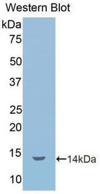 Western Blot; Sample: Recombinant protein.