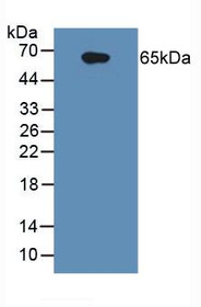 Western Blot; Sample: Human Raji Cells.