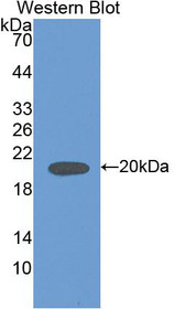 Western Blot; Sample: Recombinant IL18, Rat.