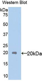 Western Blot; Sample: Recombinant protein.