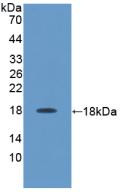 Western Blot; Sample: Recombinant IL17, Rat.