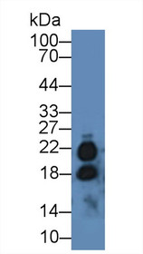 Western Blot; Sample: Mouse Testis lysate; Primary Ab: 2µg/mL Rabbit Anti-Human IL17 Antibody Second Ab: 0.2µg/mL HRP-Linked Caprine Anti-Rabbit IgG Polyclonal Antibody