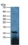 Western Blot; Sample: Gallus Spleen Tissue.