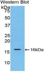 Western Blot; Sample: Recombinant protein.