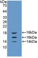 Western Blot; Sample: Recombinant IL15, Bovine.