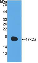 Western Blot; Sample: Recombinant IL13, Human.