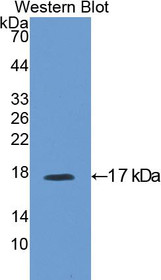 Western Blot; Sample: Recombinant protein.