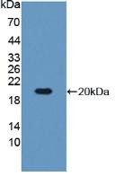 Western Blot; Sample: Recombinant IGFBP3, Mouse.
