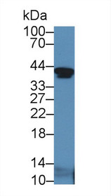 Western Blot; Sample: Mouse Serum; Primary Ab: 5µg/ml Rabbit Anti-Mouse IGFBP2 Antibody Second Ab: 0.2µg/mL HRP-Linked Caprine Anti-Rabbit IgG Polyclonal Antibody