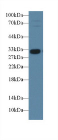 Western Blot; Sample: Porcine Liver lysate; Primary Ab: 1µg/ml Rabbit Anti-Porcine IGFBP1 Antibody Second Ab: 0.2µg/mL HRP-Linked Caprine Anti-Rabbit IgG Polyclonal Antibody