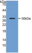 Western Blot; Sample: Recombinant IGFBP1, Human.