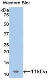 Western Blot; Sample: Recombinant protein.