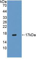 Western Blot; Sample: Recombinant IFNg, Porcine.
