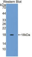 Western Blot; Sample: Recombinant IFNg, Gallus.