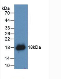 Western Blot; Sample: Recombinant IFNg, Canine.