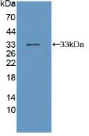 Western Blot; Sample: Recombinant gp130, Mouse.