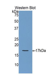 Western Blot; Sample: Recombinant protein.