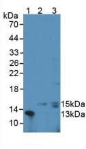 Western Blot; Sample: Lane1:Mouse Lymphocyte Cells; Lane2: Human Leukocyte Cells; Lane3: Mouse Thymus Tissue.