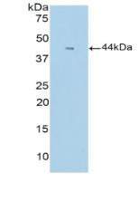 Western Blot; Sample: Recombinant GCSF, Mouse.