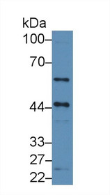 Western Blot; Sample: Human PC3 cell lysate; Primary Ab: 3µg/ml Rabbit Anti-Human CX3CL1 Antibody Second Ab: 0.2µg/mL HRP-Linked Caprine Anti-Rabbit IgG Polyclonal Antibody