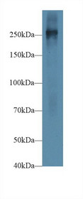 Western Blot; Sample: Mouse Placenta lysate; Primary Ab: 1µg/ml Rabbit Anti-Mouse FN Antibody Second Ab: 0.2µg/mL HRP-Linked Caprine Anti-Rabbit IgG Polyclonal Antibody
