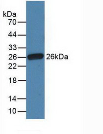 Western Blot; Sample: Recombinant Fibronectin, Gallus.