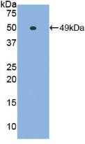 Western Blot; Sample: Recombinant IFNa, Gallus.