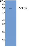 Western Blot; Sample: Recombinant IFNa, Canine.