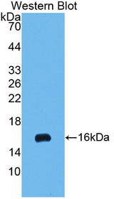 Western Blot; Sample: Recombinant protein.