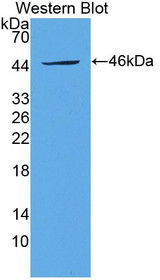 Western Blot; Sample: Recombinant protein.