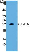 Western Blot; Sample: Recombinant EPO, Rat.