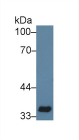 Western Blot; Sample: Mouse Serum; Primary Ab: 5µg/ml Rabbit Anti-Mouse SIGLEC3 Antibody Second Ab: 0.2µg/mL HRP-Linked Caprine Anti-Rabbit IgG Polyclonal Antibody