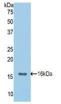 Western Blot; Sample: Recombinant CDHE, Rat.