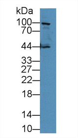 Western Blot; Sample: Human PC3 cell lysate; Primary Ab: 5µg/ml Rabbit Anti-Mouse CDHE Antibody Second Ab: 0.2µg/mL HRP-Linked Caprine Anti-Rabbit IgG Polyclonal Antibody