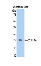 Western Blot; Sample: Recombinant protein.