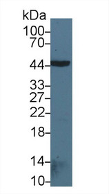 Western Blot; Sample: Rat Spinal cord lysate; Primary Ab: 1µg/ml Rabbit Anti-Mouse BMP2 Antibody Second Ab: 0.2µg/mL HRP-Linked Caprine Anti-Rabbit IgG Polyclonal Antibody