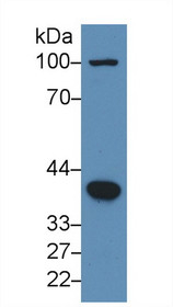 Western Blot; Sample: Human Hela cell lysate; Primary Ab: 3µg/ml Rabbit Anti-Human BMP2 Antibody Second Ab: 0.2µg/mL HRP-Linked Caprine Anti-Rabbit IgG Polyclonal Antibody