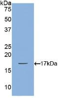 Western Blot; Sample: Recombinant BMP2, Canine.