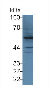 Western Blot; Sample: Human Hela cell lysate; Primary Ab: 3µg/ml Rabbit Anti-Bovine BMP2 Antibody Second Ab: 0.2µg/mL HRP-Linked Caprine Anti-Rabbit IgG Polyclonal Antibody