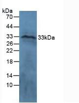 Western Blot; Sample: Ovine Brain Tissue.