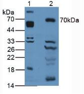 Western Blot; Sample. Lane1: Mouse Brain Tissue; Lane2: Mouse Liver Tissue.