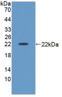 Western Blot; Sample: Recombinant ACVA, Human.