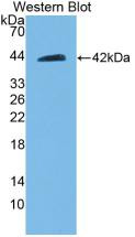Figure 1. Western Blot; Sample: Recombinant BECN1, Rat.