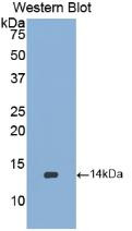 Western Blot; Sample: Recombinant protein.
