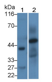 Homing Associated Cell Adhesion Molecule (HCAM) Polyclonal Antibody, CAU29078