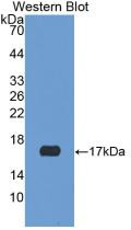 Western Blot; Sample: Recombinant protein.