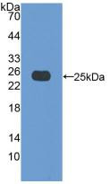 Western Blot; Sample: Recombinant Bax, Porcine.