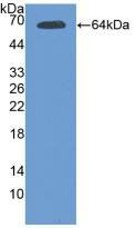 Western Blot; Sample: Recombinant Tie2, Mouse.